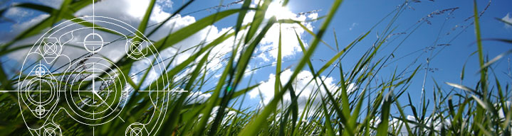 Grass Image